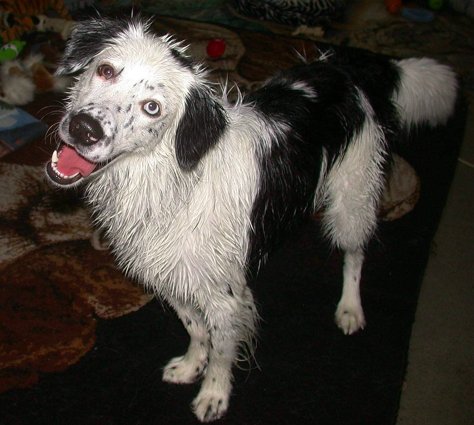 Regie Blue joined the competition — help win amazing prizes! canidae, carnivore, companion_dog, dog, dog_breed, fur, herding_dog, sighthound, silken_windhound, sporting_group, tail, terrestrial_animal, whiskers