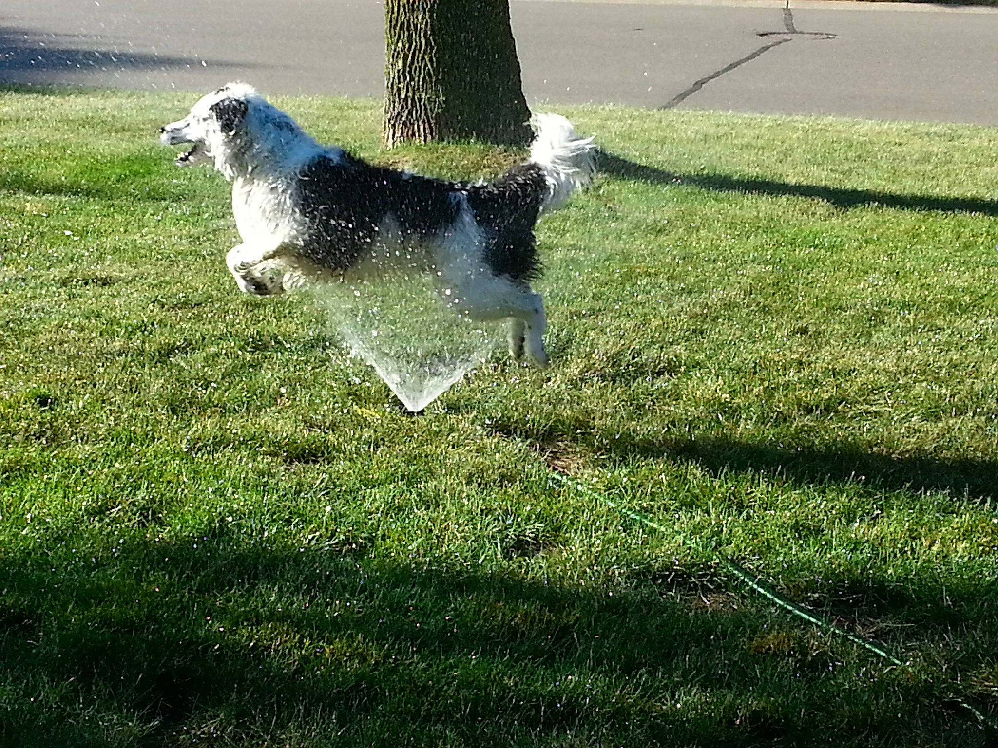 Regie Blue is registered to the contest to win money with this photo: carnivore, companion_dog, dog, dog_breed, grass, grass_family, grassland, groundcover, herding_dog, lawn, pasture, plant, shadow, shrub, sporting_group, tail, terrier, tints_and_shades, tree, trunk