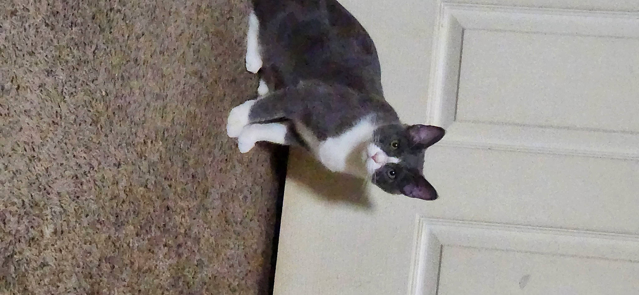 Freyja is registered to the contest to win money with this photo: black_cat, canidae, carnivore, cat, claw, dog_breed, domestic_short_haired_cat, felidae, flooring, fur, hardwood, paw, small_to_medium_sized_cats, snout, sporting_group, tail, thai, whiskers, window, wood