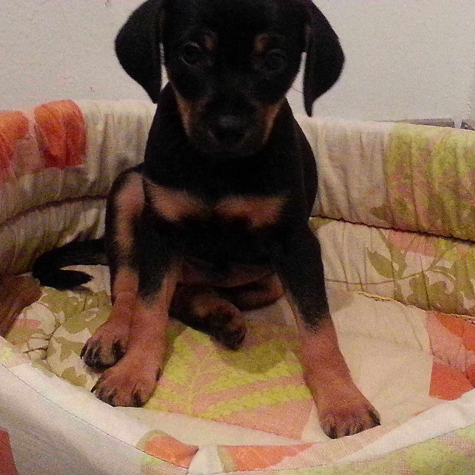 Junior
