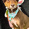 Rusty Contreras is registered to the contest to win money with this photo: animal, bandana, brown_dog, bunny_ears, celebration, close_up, colorful_background, cute, decor, dog, easter_eggs, easter_theme, furry, green_fur_surface, holiday, indoor, looking_at_camera, pets, portrait, stuffed_animal
