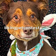 Rusty Contreras is registered to the contest to win money with this photo: dog, pet, bandana, bunny, carrot, contest, hashtag, polka_dot, cute, portrait, brown_fur, ears, animal, face, eyes, collar, background, closeup, adorable, costume