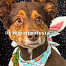 dog, pet, bandana, bunny, carrot, contest, hashtag, polka_dot, cute, portrait, brown_fur, ears, animal, face, eyes, collar, background, closeup, adorable, costume