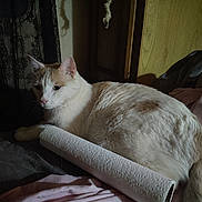 Spanky is registered to the contest to win money with this photo: cat, animal, pet, indoor, resting, feline, bed, blanket, fabric, wood, shadow, cozy, fur, whiskers, ear, tail, light, texture, soft, relaxed