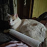 cat, animal, pet, indoor, resting, feline, bed, blanket, fabric, wood, shadow, cozy, fur, whiskers, ear, tail, light, texture, soft, relaxed