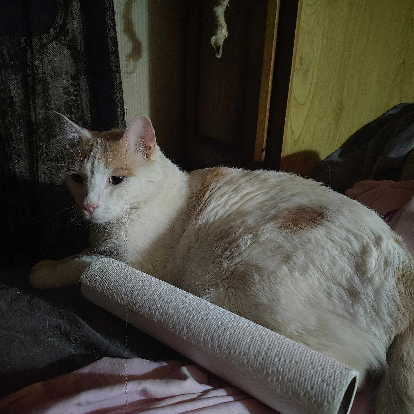 Spanky is registered to the contest to win money with this photo: cat, animal, pet, indoor, resting, feline, bed, blanket, fabric, wood, shadow, cozy, fur, whiskers, ear, tail, light, texture, soft, relaxed