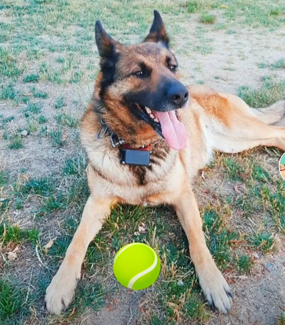 Coimbra a rejoint le concours — aidez-le/la à gagner de superbes lots ! ball, canidae, carnivore, companion_dog, dog, dog_breed, dog_supply, fawn, foot, german_shepherd_dog, grass, herding_dog, king_shepherd, old_german_shepherd_dog, snout, sporting_group, tennis_ball, terrestrial_animal, working_animal, working_dog