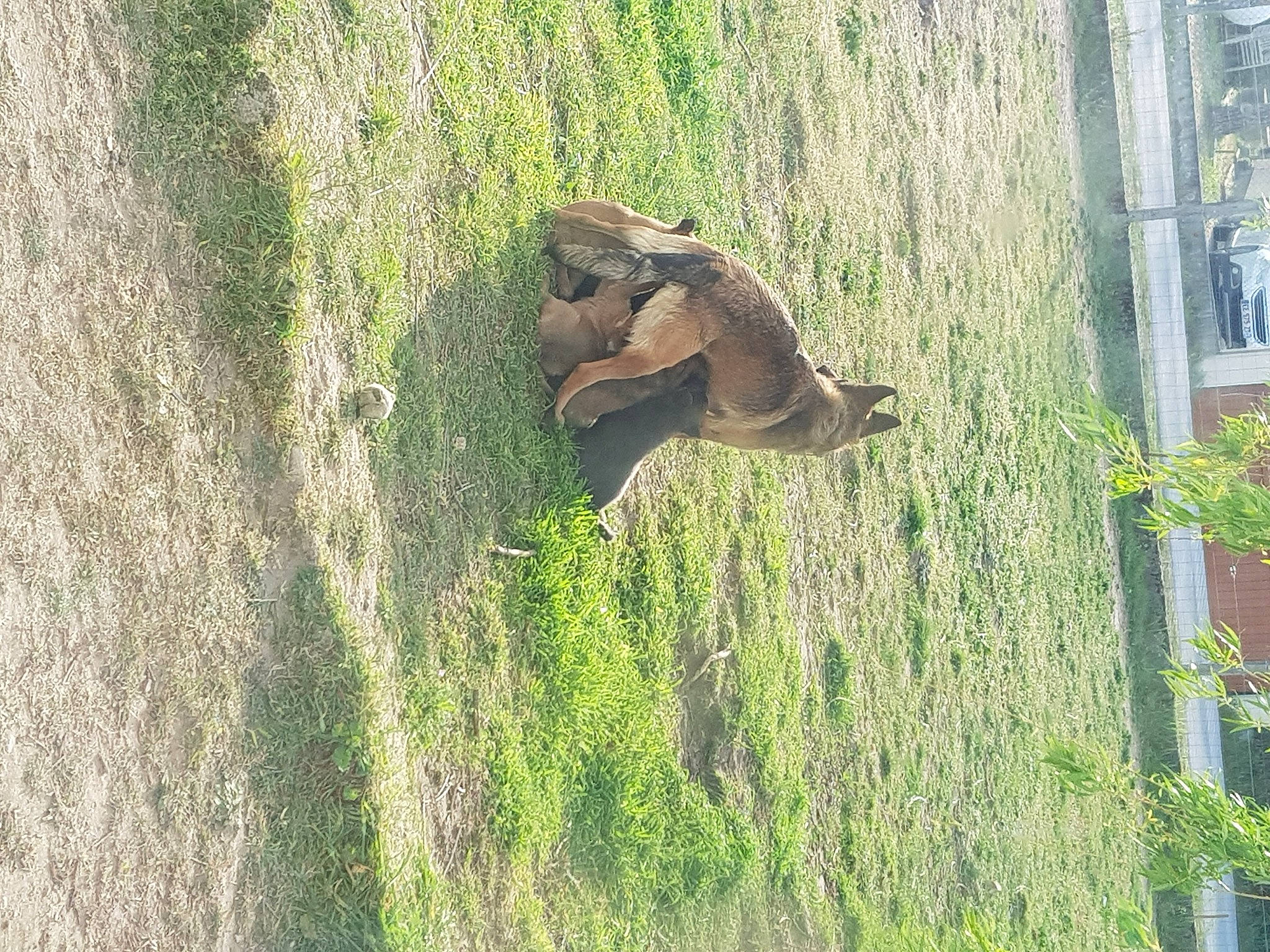 Coimbra participe au concours pour gagner de l'argent avec cette photo : art, biome, fawn, grass, grass_family, grassland, groundcover, landscape, lawn, people_in_nature, plant, reptile, shrub, soil, terrestrial_animal, tree, trunk, vegetation, wildlife, wood
