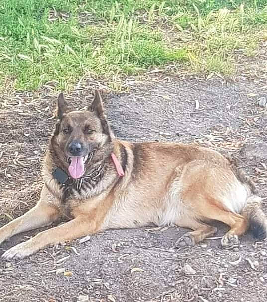 Coimbra participe au concours pour gagner de l'argent avec cette photo : ancient_dog_breeds, carnivore, dog, dog_breed, foot, grass, herding_dog, pet_supply, plant, snout, soil, terrestrial_animal, wildlife, working_animal, working_dog