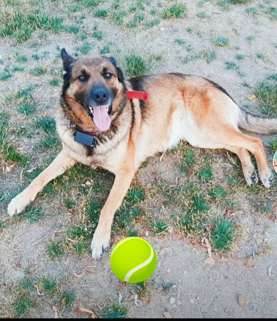 Coimbra participe au concours pour gagner de l'argent avec cette photo : canidae, carnivore, collar, companion_dog, dog, dog_breed, dog_supply, fawn, foot, german_shepherd_dog, grass, herding_dog, paw, plant, snout, soil, sporting_group, tail, working_animal, working_dog