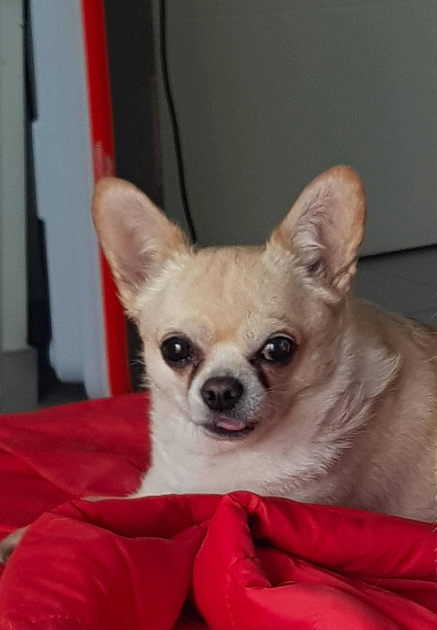 Iago participe au concours pour gagner de l'argent avec cette photo : canidae, carmine, carnivore, chihuahua, comfort, companion_dog, corgi_chihuahua, dog, dog_breed, dog_supply, ear, fawn, fur, head, non_sporting_group, snout, sporting_group, toy_dog, whiskers, working_animal