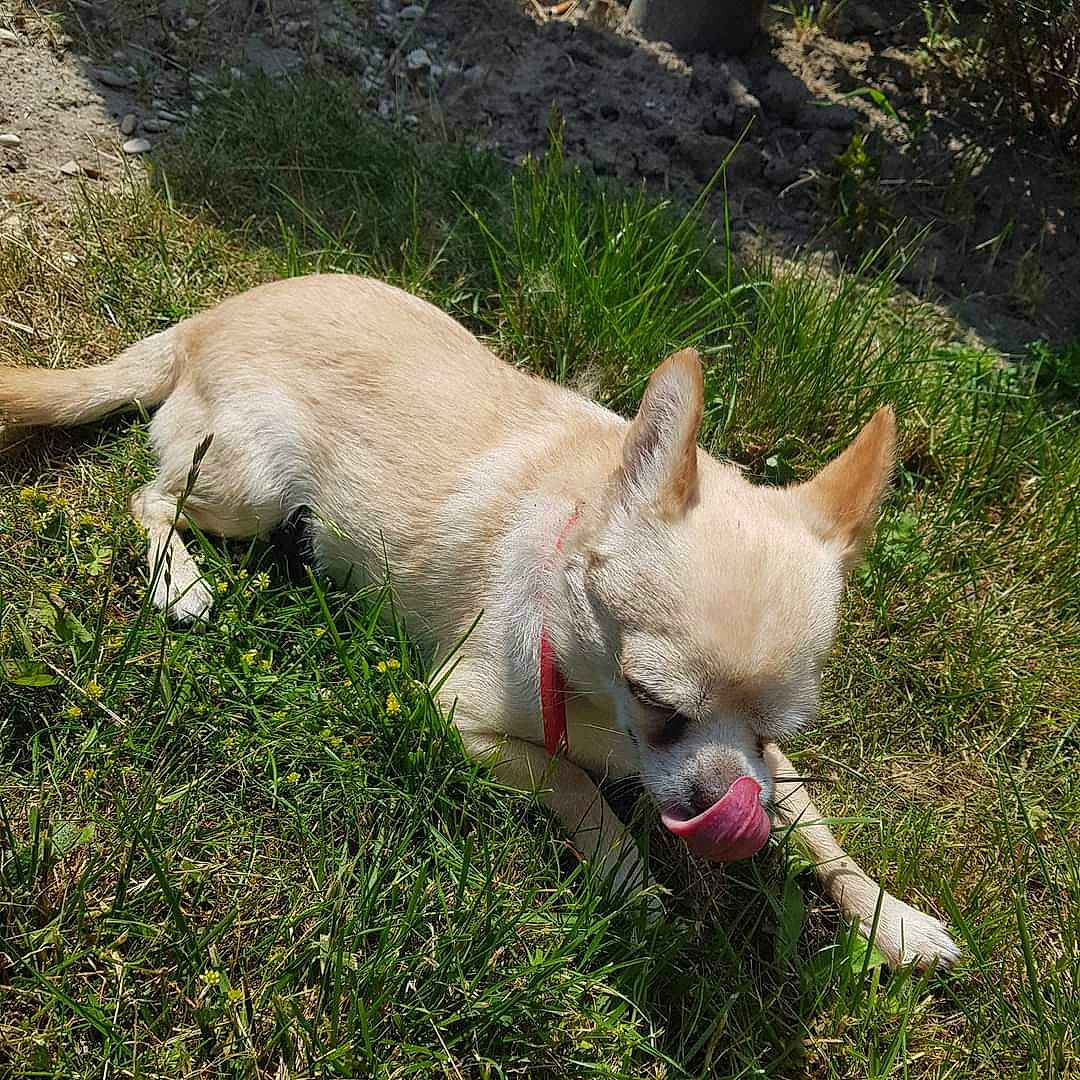 Iago participe au concours pour gagner de l'argent avec cette photo : canidae, carnivore, companion_dog, dog, dog_breed, fawn, grass, herbaceous_plant, non_sporting_group, paw, plant, snout, sporting_group, tail, terrestrial_animal, texas_heeler, whiskers, working_animal