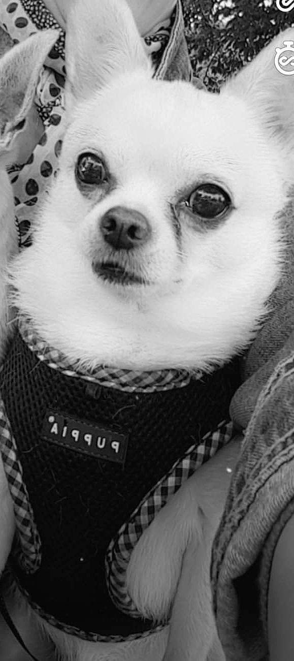 Iago a rejoint le concours — aidez-le/la à gagner de superbes lots ! carnivore, close_up, companion_dog, dog, dog_breed, eyelash, fawn, fur, happy, monochrome, monochrome_photography, nose, photo_caption, smile, snout, style, toy_dog, whiskers, white, working_animal