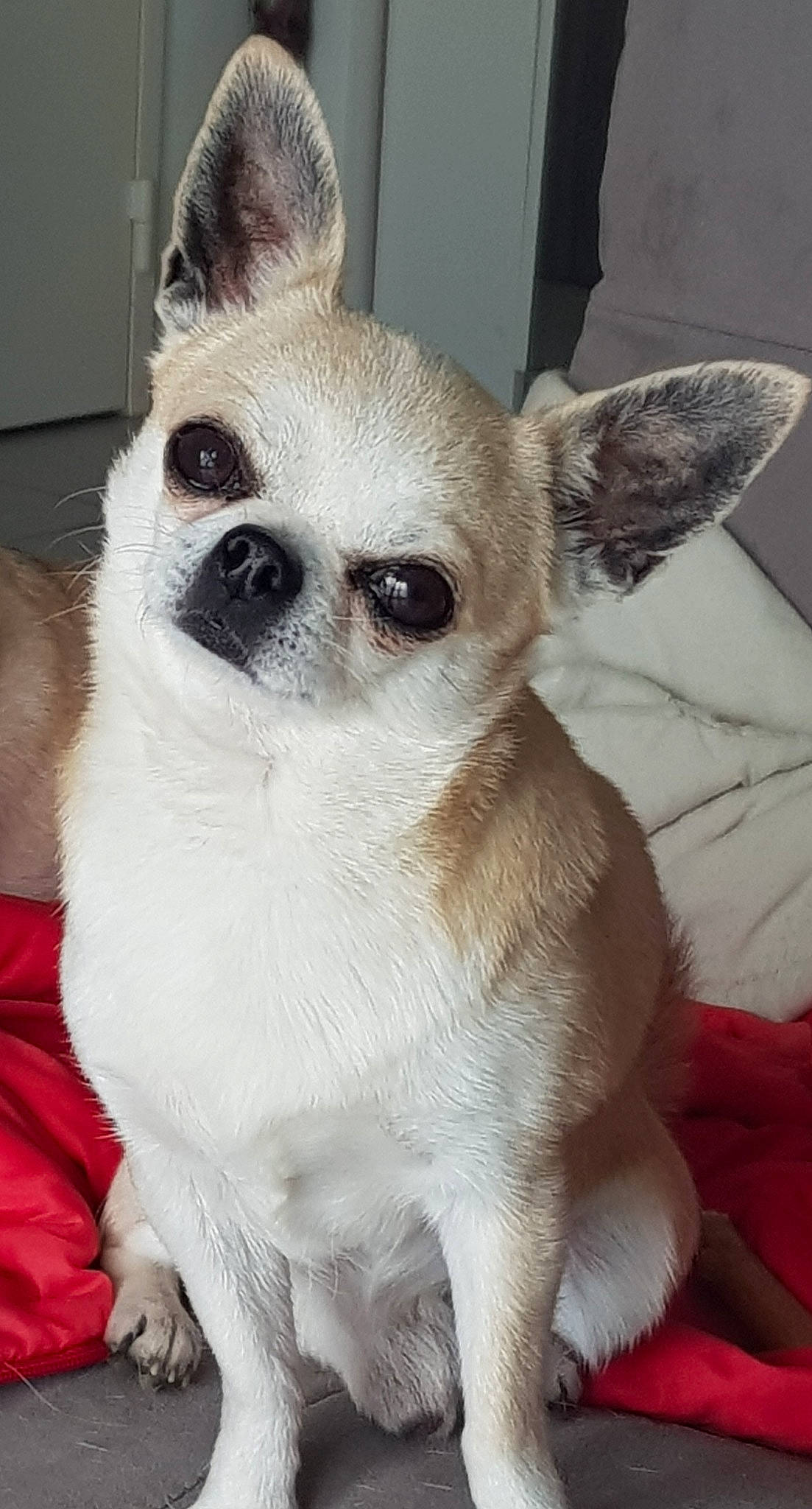 Isiwun a rejoint le concours — aidez-le/la à gagner de superbes lots ! carnivore, comfort, companion_dog, dog, dog_breed, ear, fawn, fur, head, non_sporting_group, snout, terrestrial_animal, toy_dog, whiskers, working_animal