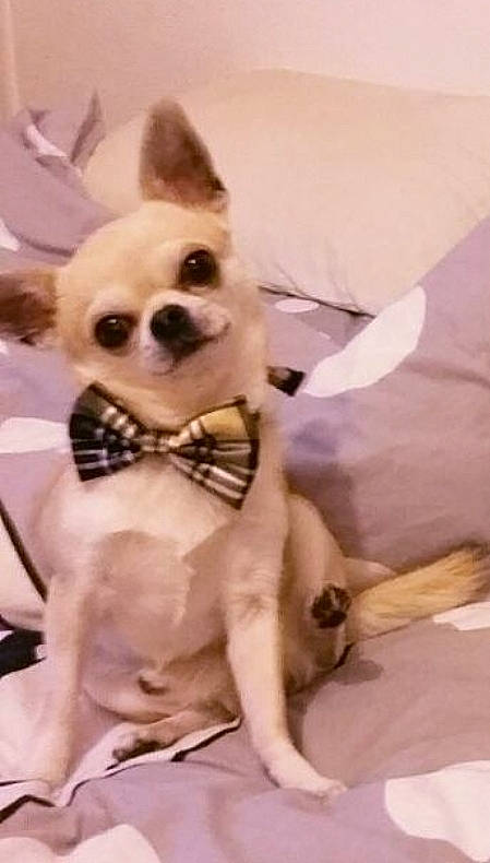 Isiwun a rejoint le concours — aidez-le/la à gagner de superbes lots ! canidae, carnivore, chihuahua, companion_dog, dog, dog_breed, dog_clothes, dog_supply, ear, fawn, fur, head, pet_supply, snout, sporting_group, tail, toy, toy_dog, whiskers, working_animal