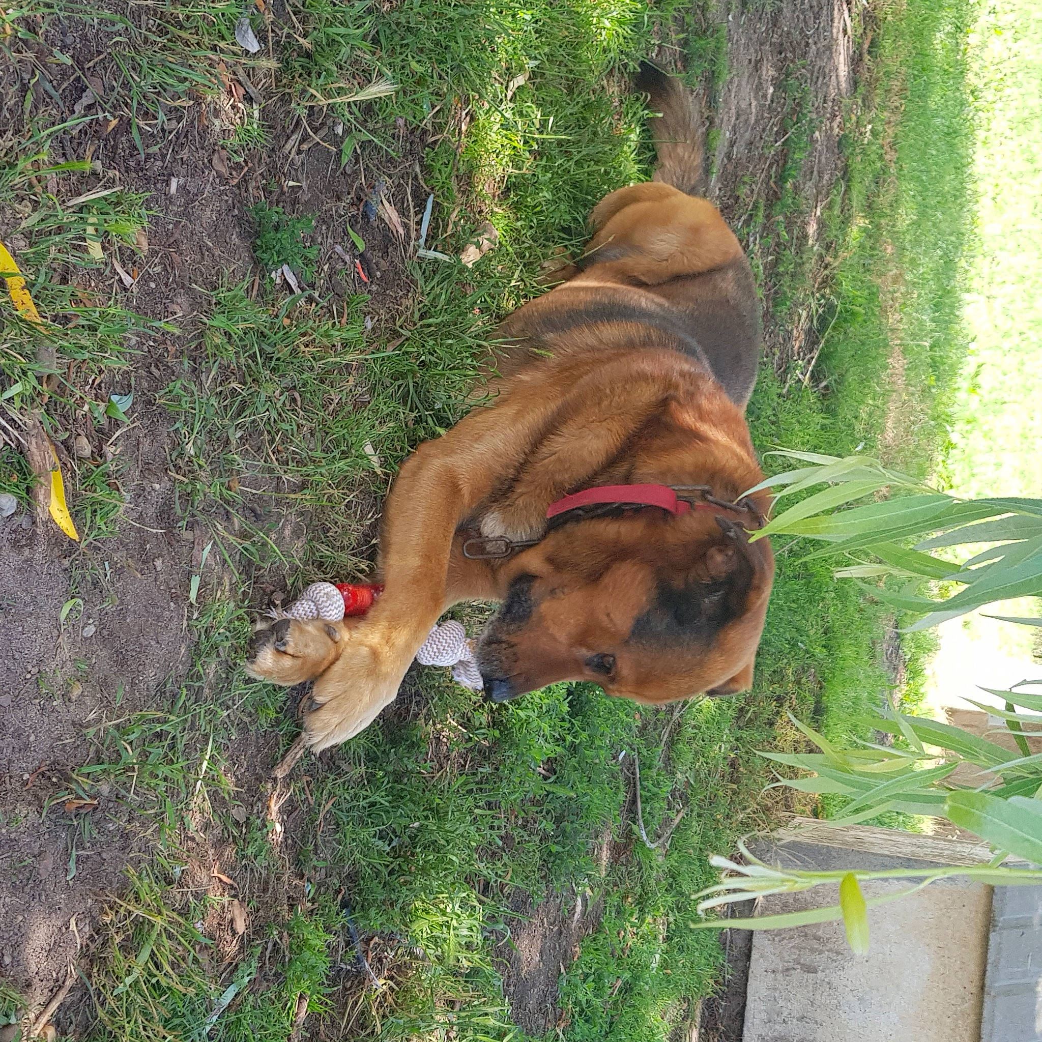 Whisky participe au concours pour gagner de l'argent avec cette photo : biting, canidae, carnivore, collar, companion_dog, dog, dog_breed, dog_collar, dog_supply, fawn, grass, liver, pet_supply, plant, snout, sporting_group, tail, terrestrial_animal, working_animal, working_dog