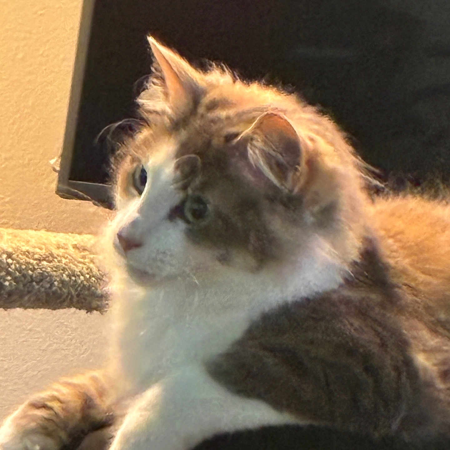 Precious