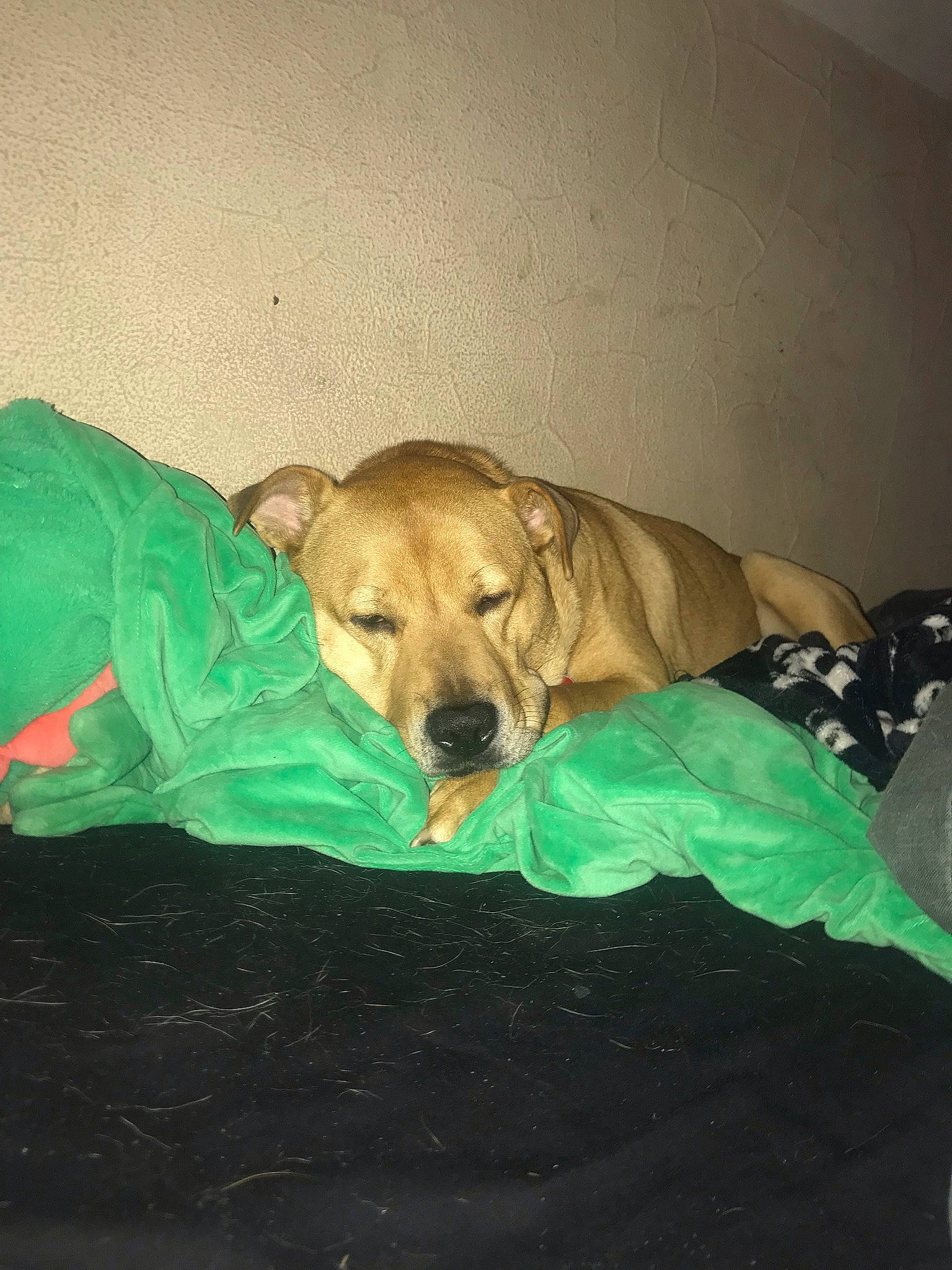 Loki joined the competition — help win amazing prizes! canidae, carnivore, comfort, companion_dog, dog, dog_breed, dog_supply, fawn, flooring, guard_dog, paw, sporting_group, tints_and_shades