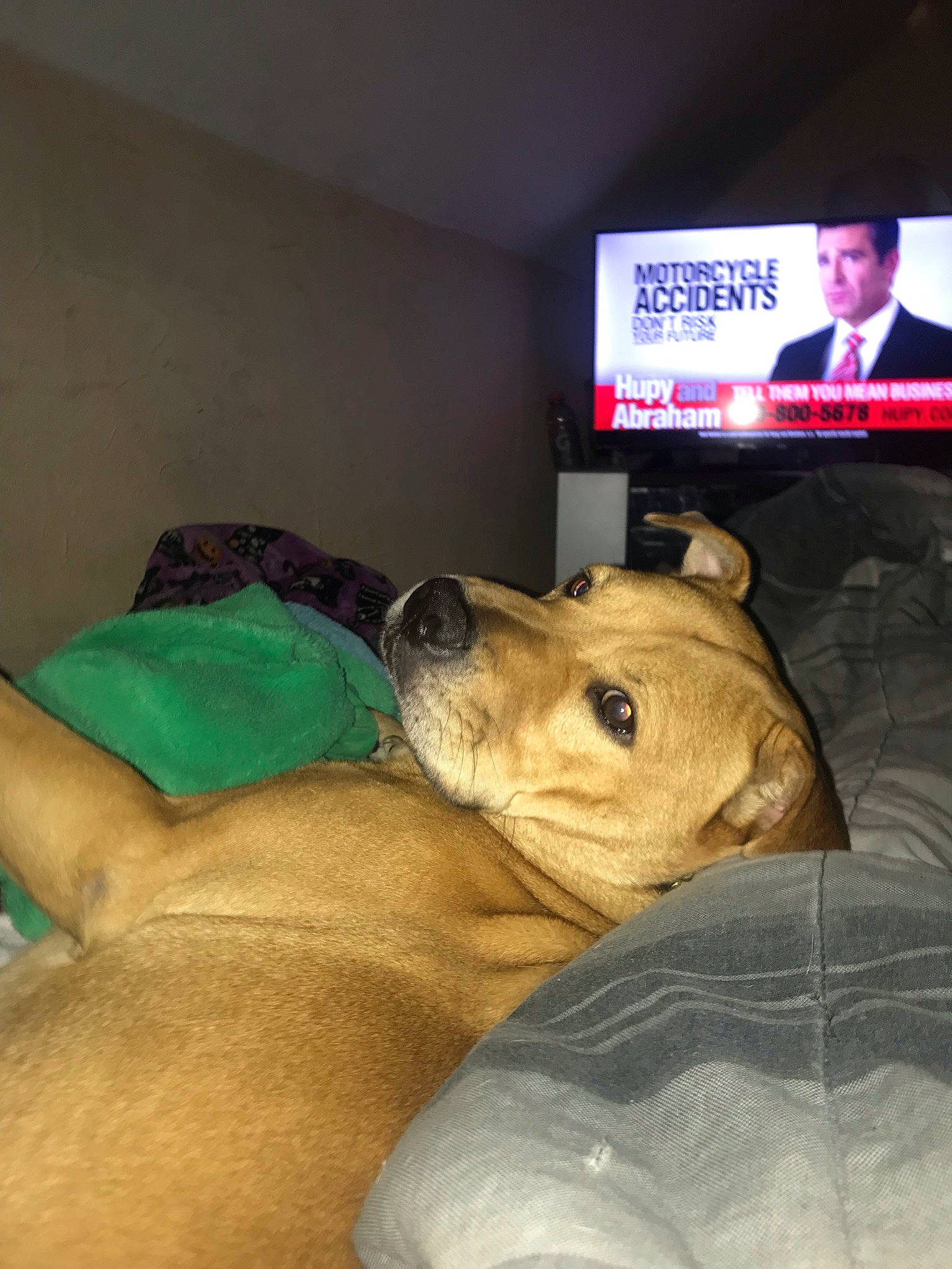 Loki joined the competition — help win amazing prizes! abdomen, cable_television, carnivore, comfort, companion_dog, couch, display_device, dog, dog_breed, fawn, flat_panel_display, fur, gadget, led_backlit_lcd_display, linens, room, suit, television, television_set, whiskers