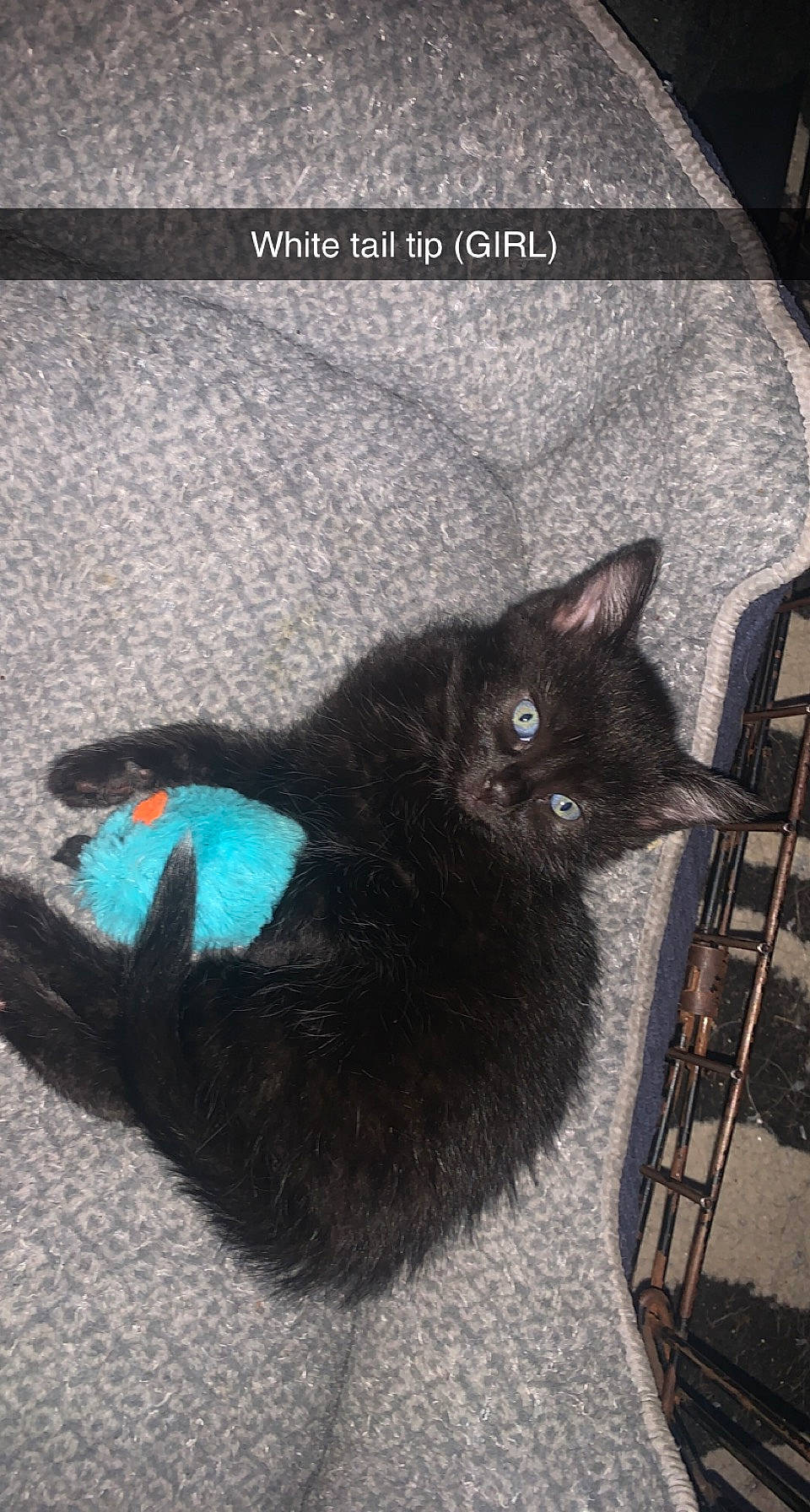 Fuzz joined the competition — help win amazing prizes! art, black_cat, bombay, carnivore, cat, domestic_short_haired_cat, electric_blue, eye, felidae, font, fur, grey, paw, sitting, small_to_medium_sized_cats, snout, tail, terrestrial_animal, whiskers, window