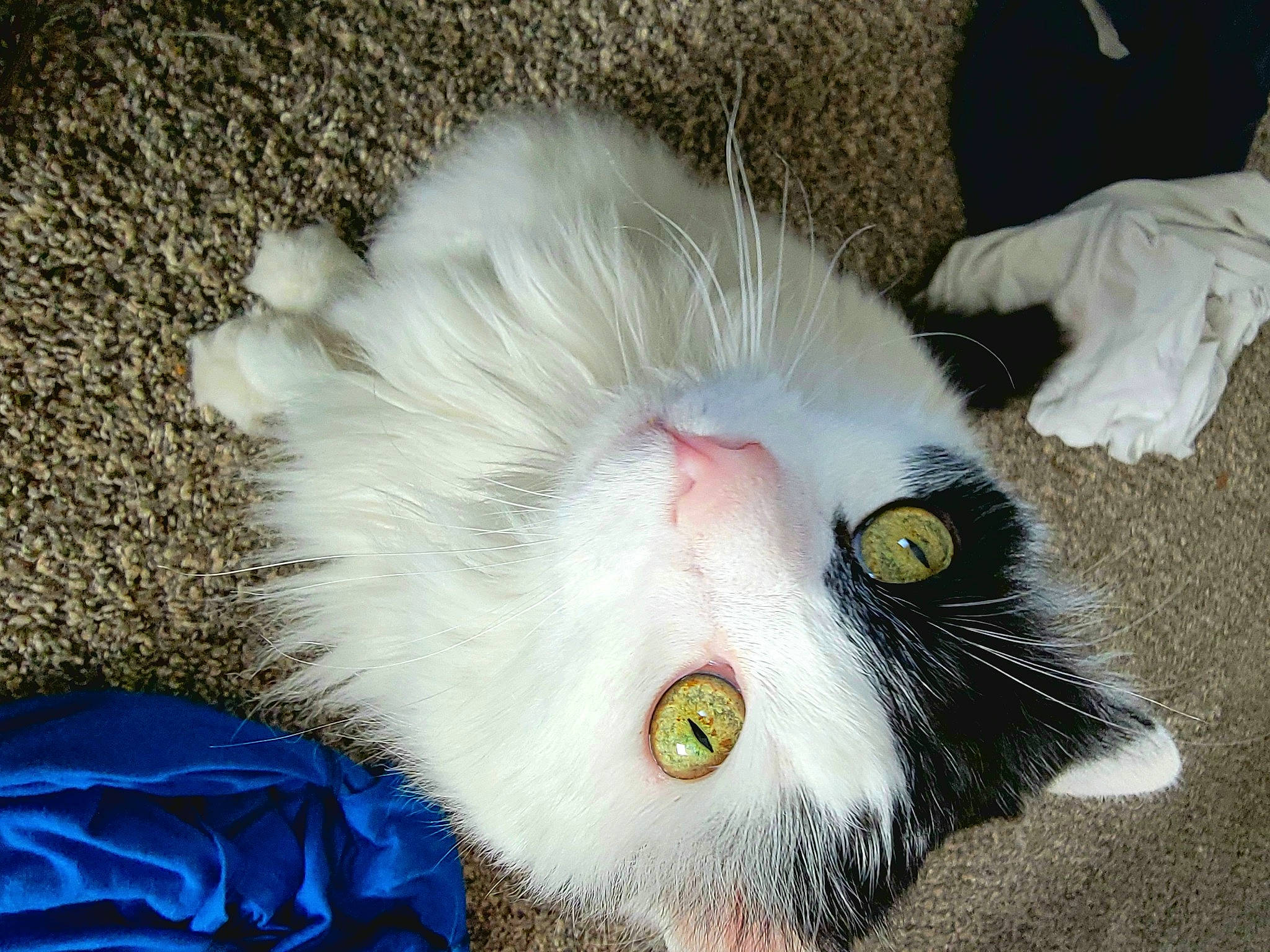 Max is registered to the contest to win money with this photo: carnivore, cat, claw, domestic_short_haired_cat, electric_blue, eye, eyelash, fashion_accessory, feather, felidae, fur, paw, petal, plant, small_to_medium_sized_cats, snout, tail, toy, whiskers, window