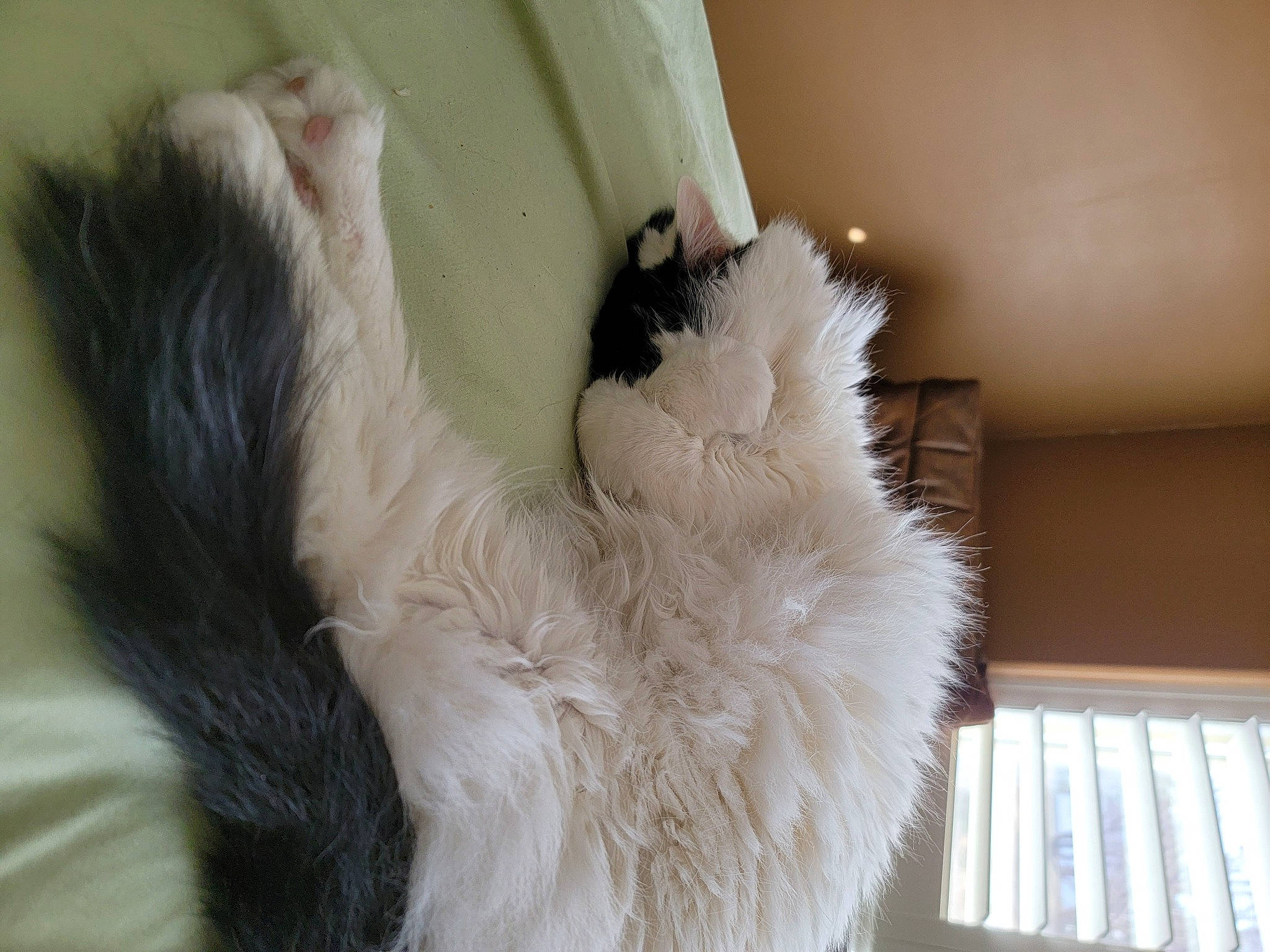 Max joined the competition — help win amazing prizes! canidae, carnivore, cat, claw, comfort, companion_dog, dog_breed, fawn, felidae, fur, german_spitz, non_sporting_group, paw, room, small_to_medium_sized_cats, spitz, sporting_group, tail, volpino_italiano, whiskers