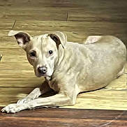 Casper joined the competition — help win amazing prizes! animal, canine, curious, dog, domestic_animal, ears, face, floor, fur, indoor, laying, light_fur, looking, lying_down, mammal, pet, quiet, relaxed, resting, wooden_floor