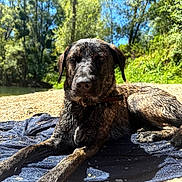 Laïka a rejoint le concours — aidez-le/la à gagner de superbes lots ! animal, beach, blue_sky, canine, collar, daylight, dog, nature, outdoor, paw, portrait, relaxed, resting, rocks, scenic, summer, sunny, towel, trees, wet_dog