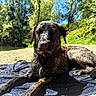 animal, beach, blue_sky, canine, collar, daylight, dog, nature, outdoor, paw, portrait, relaxed, resting, rocks, scenic, summer, sunny, towel, trees, wet_dog