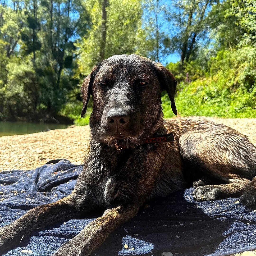 Laïka