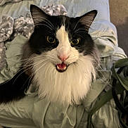 Harry is registered to the contest to win money with this photo: cat, feline, pet, long_hair, black_and_white, whiskers, bed, blanket, close_up, portrait, eyes, ears, nose, mouth, tongue, indoor, cozy, bedding, plant, fur