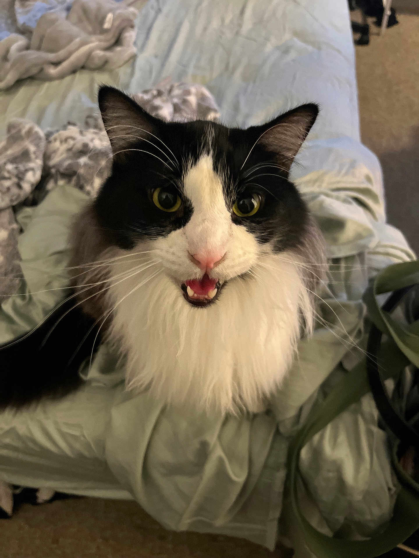 Harry is registered to the contest to win money with this photo: cat, feline, pet, long_hair, black_and_white, whiskers, bed, blanket, close_up, portrait, eyes, ears, nose, mouth, tongue, indoor, cozy, bedding, plant, fur