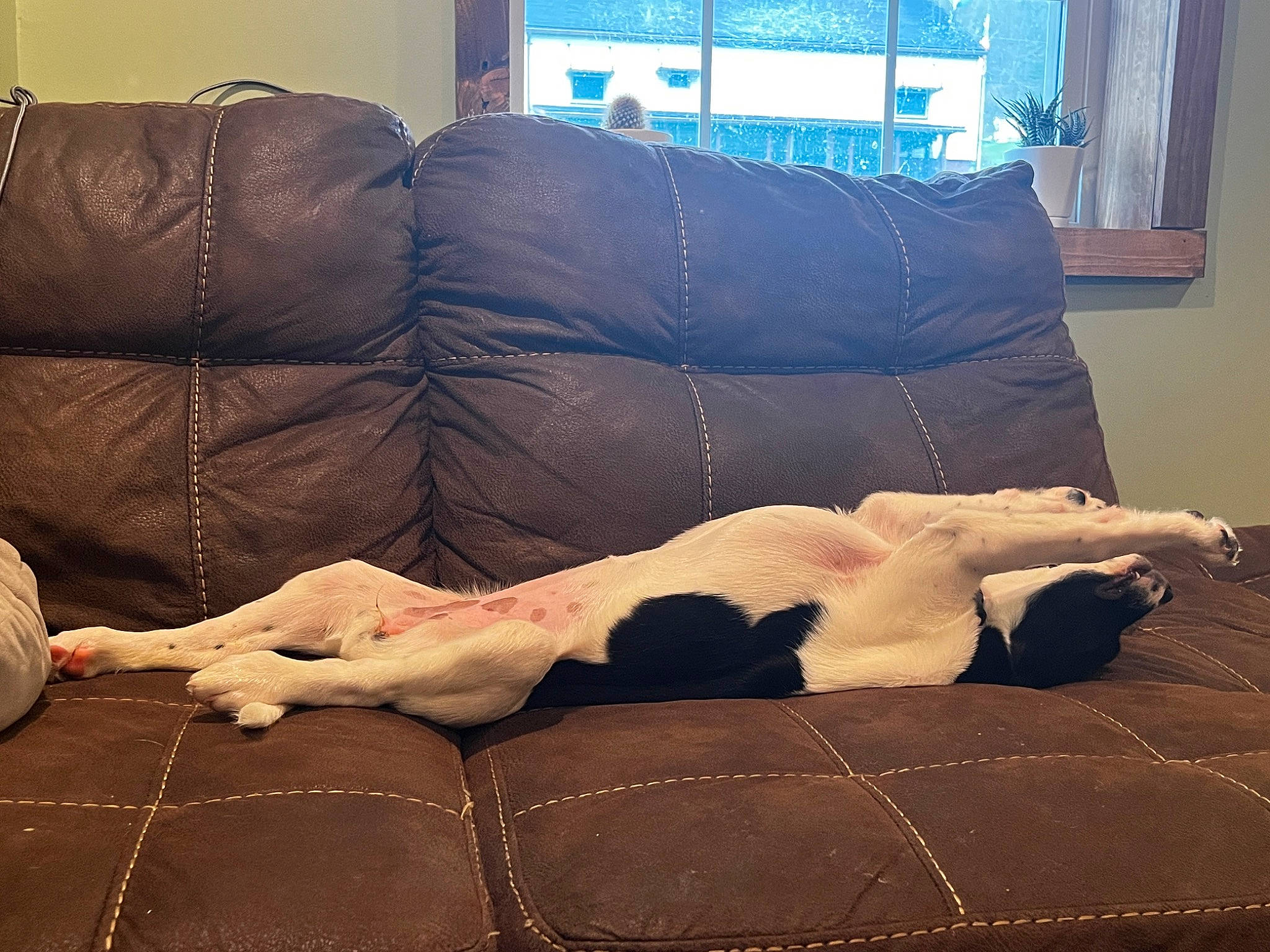 Dixi is registered to the contest to win money with this photo: brown, carnivore, comfort, companion_dog, couch, dog, dog_breed, felidae, floor, flooring, furniture, hardwood, interior_design, living_room, sofa_bed, studio_couch, textile, tints_and_shades, window, wood