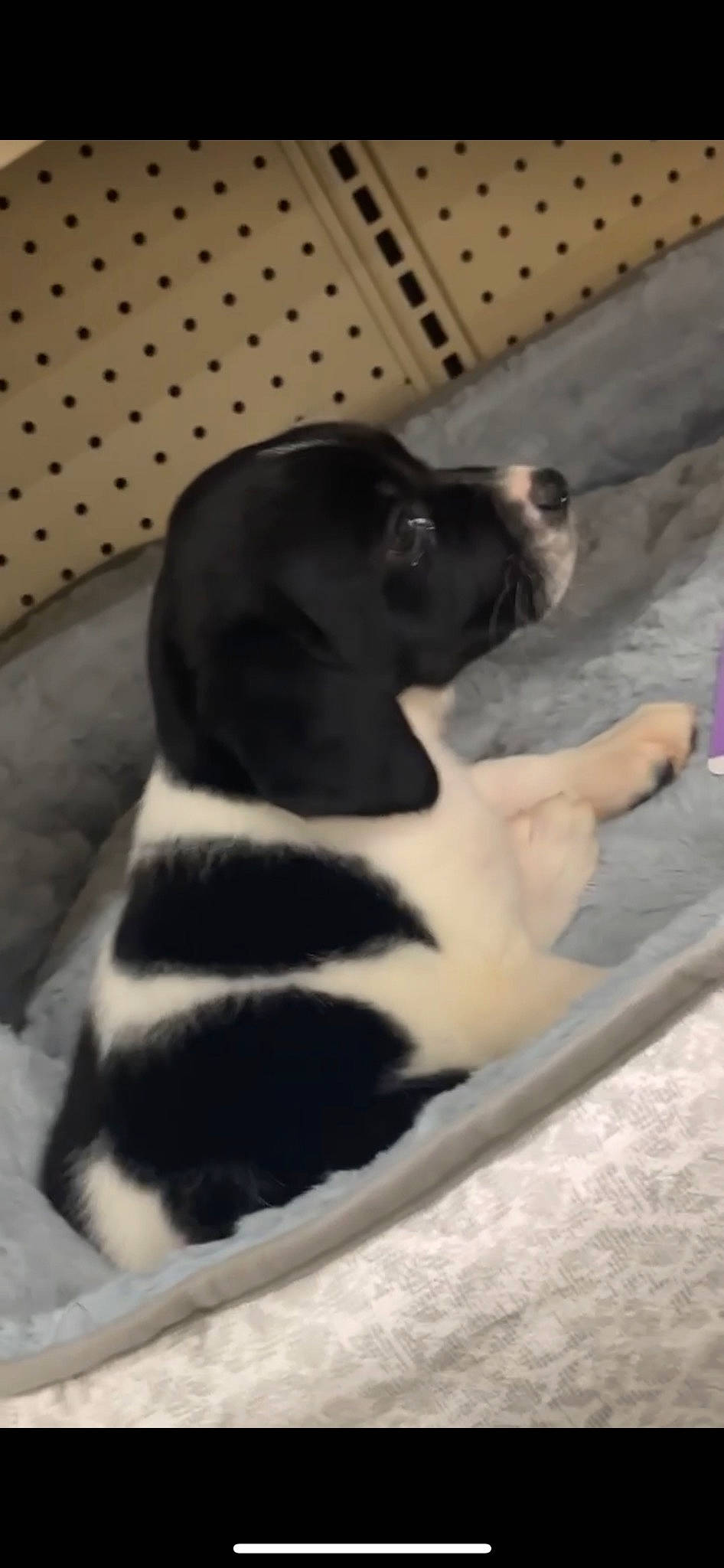 Dixi joined the competition — help win amazing prizes! canidae, carnivore, comfort, companion_dog, dog, dog_breed, fur, non_sporting_group, paw, pet_supply, sporting_group, tail, terrestrial_animal, whiskers, working_animal