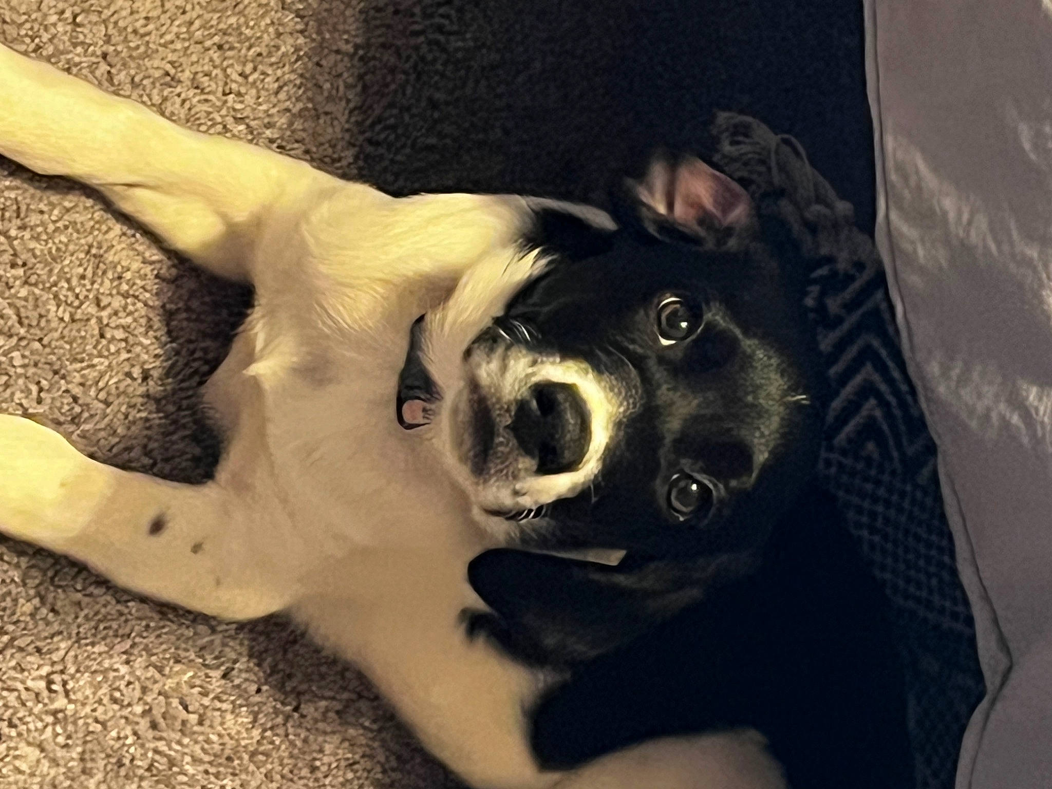 Dixi joined the competition — help win amazing prizes! carnivore, cloud, comfort, companion_dog, dog, dog_breed, ear, eyewear, flash_photography, fur, gesture, happy, human_leg, jaw, selfie, smile, snout, sporting_group, whiskers, working_animal