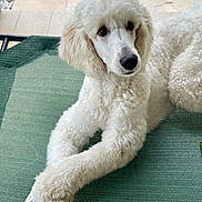 Candy joined the competition — help win amazing prizes! alert, animal, canine, curly_fur, cute, dog, domestic_animal, fluffy, fur, indoor, looking_away, lying_down, mat, paws_crossed, pet, poodle, portrait, relaxed, resting, white