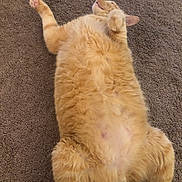 Milo is registered to the contest to win money with this photo: abyssinian, accessories, angora, animal, canine, cat, dog, goldenretriever, hardwood, homedecor, indoors, kitten, manx, person, pet, plywood, siamese, sleeping, strap, wood