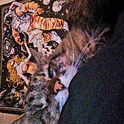 Babygirl joined the competition — help win amazing prizes! cat, tabby, sleeping, close_up, indoor, tapestry, astronaut, space, wall_art, decor, animal, pet, feline, cozy, resting, whiskers, fur, portrait, home, relaxation