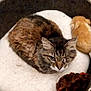 cat, tabby_cat, one-eyed_cat, pet_bed, plush_toy, orange_toy, brown_toy, furry, cozy, indoor, resting, animal, cute, soft, sleeping_area, feline, pet, domestic_animal, whiskers, fur