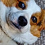 Dexter joined the competition — help win amazing prizes! dog, close_up, pet, face, collar, fur, eyes, nose, lying_down, canine, animal, texture, woven_fabric, brown_and_white, domestic_animal, cute, portrait, relaxed, indoor, companion