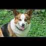 dog, corgi, pet, animal, outdoor, greenery, grass, tongue_out, ears_up, collar, tag, happy, smiling, fur, nature, leaf, small_dog, cute, portrait, canine
