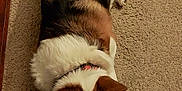 Dexter is registered to the contest to win money with this photo: dog, corgi, sleeping, carpet, indoor, pet, animal, fur, brown, black, white, collar, resting, cozy, canine, laying_down, floor, quiet, domestic, relaxation