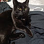 cat, black_cat, pet, animal, indoor, bed, blanket, clothing, collar, feline, fur, whiskers, yellow_eyes, paw, resting, cute, domestic_animal, relaxed, closeup, soft_texture