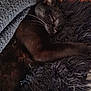 cat, black_cat, sleeping, blanket, fur, whiskers, resting, indoor, cozy, pet, animal, fluffy, cute, relaxation, soft, texture, close_up, peaceful, mammal, domestic_animal
