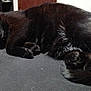 black_cat, sleeping, cat, feline, pet, indoor, cozy, whiskers, paws, resting, fur, animal, quiet, dark, curled_up, cute, domestic_animal, peaceful, relaxing, bed