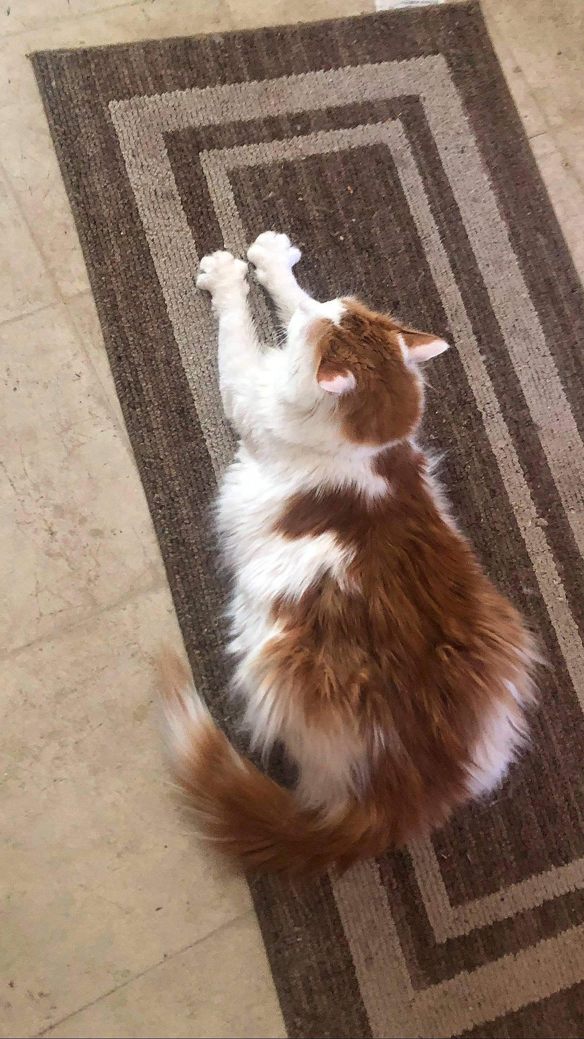 Freddie Purrcury joined the competition — help win amazing prizes! carnivore, cat, fawn, felidae, norwegian_forest_cat, ragamuffin, small_to_medium_sized_cats, tail, whiskers