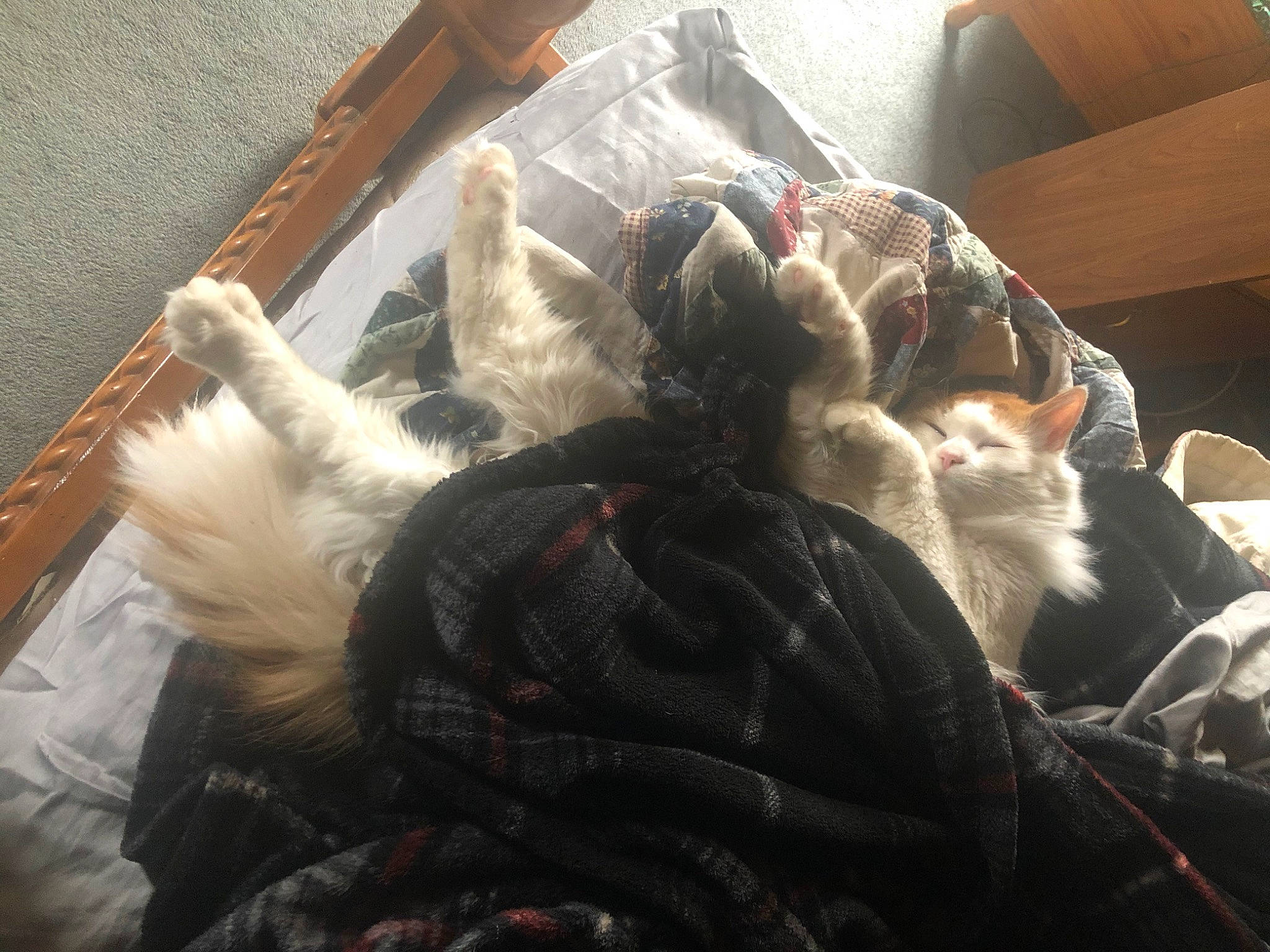 Freddie Purrcury joined the competition — help win amazing prizes! canidae, cat, claw, felidae, fur, nap, small_to_medium_sized_cats, tail