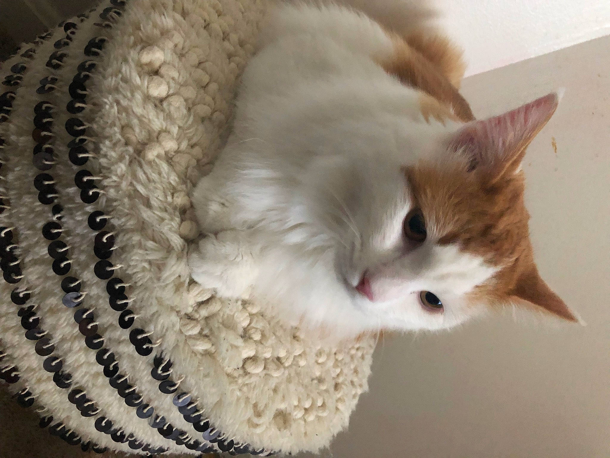 Freddie Purrcury is registered to the contest to win money with this photo: british_semi_longhair, carnivore, cat, domestic_long_haired_cat, domestic_short_haired_cat, ear, european_shorthair, eye, felidae, fur, kitten, mammal, nose, ojos_azules, ragamuffin, ragdoll, skin, small_to_medium_sized_cats, turkish_van, whiskers