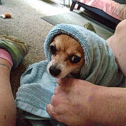 Trouble Coming is registered to the contest to win money with this photo: blanket, brown_dog, carpet, close_up, couch, cozy, cute, dog, footwear, home, human_hand, indoor, living_room, nibble, person, pet, relaxed, small_dog, towel, wrapped