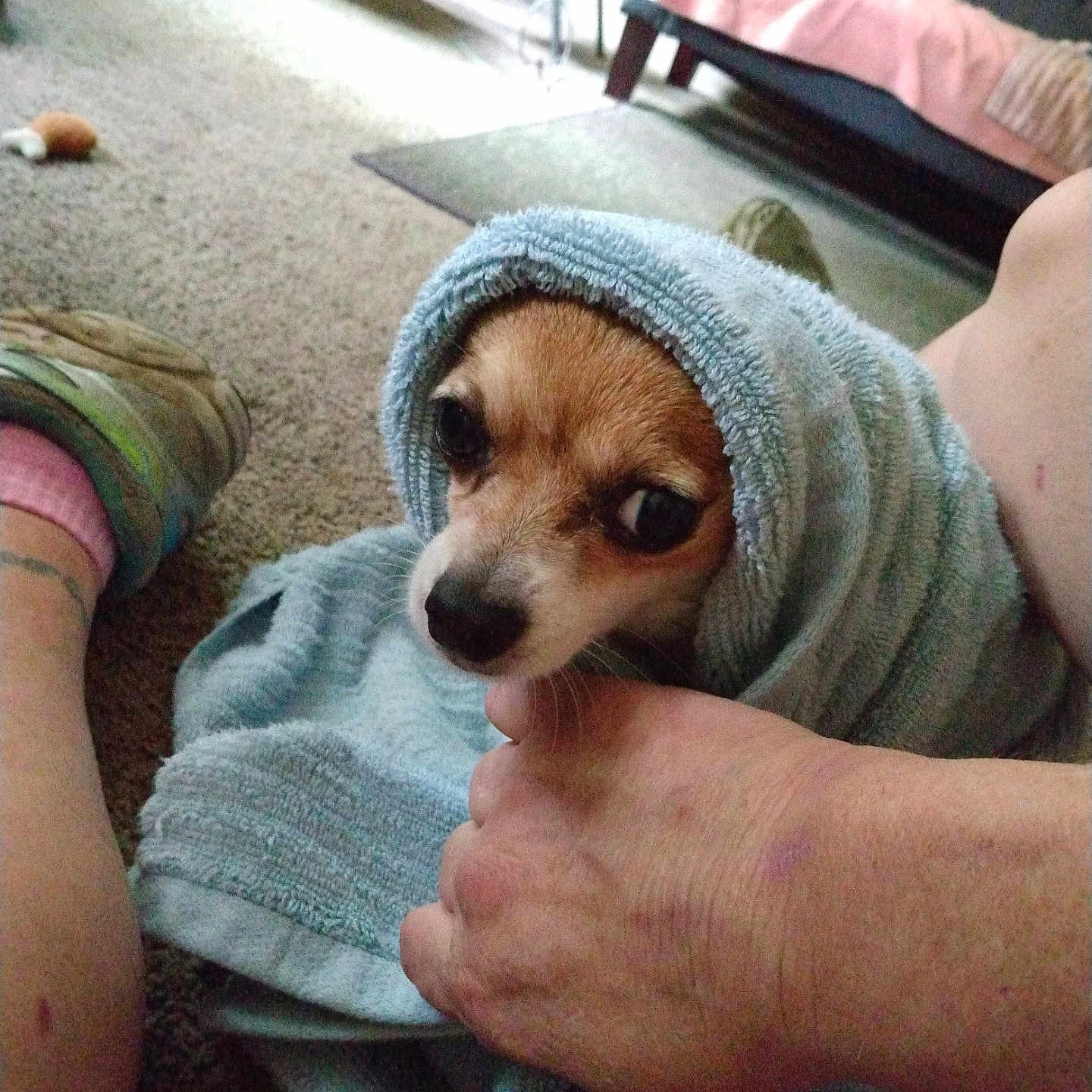 Trouble Coming is registered to the contest to win money with this photo: blanket, brown_dog, carpet, close_up, couch, cozy, cute, dog, footwear, home, human_hand, indoor, living_room, nibble, person, pet, relaxed, small_dog, towel, wrapped